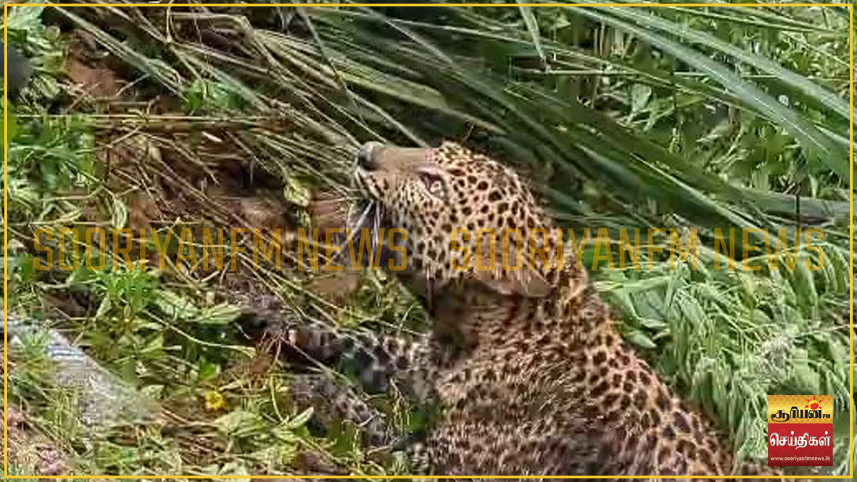 நீரில் வீழ்ந்து உயிருக்குப் போராடிய சிறுத்தை உயிருடன் மீட்பு