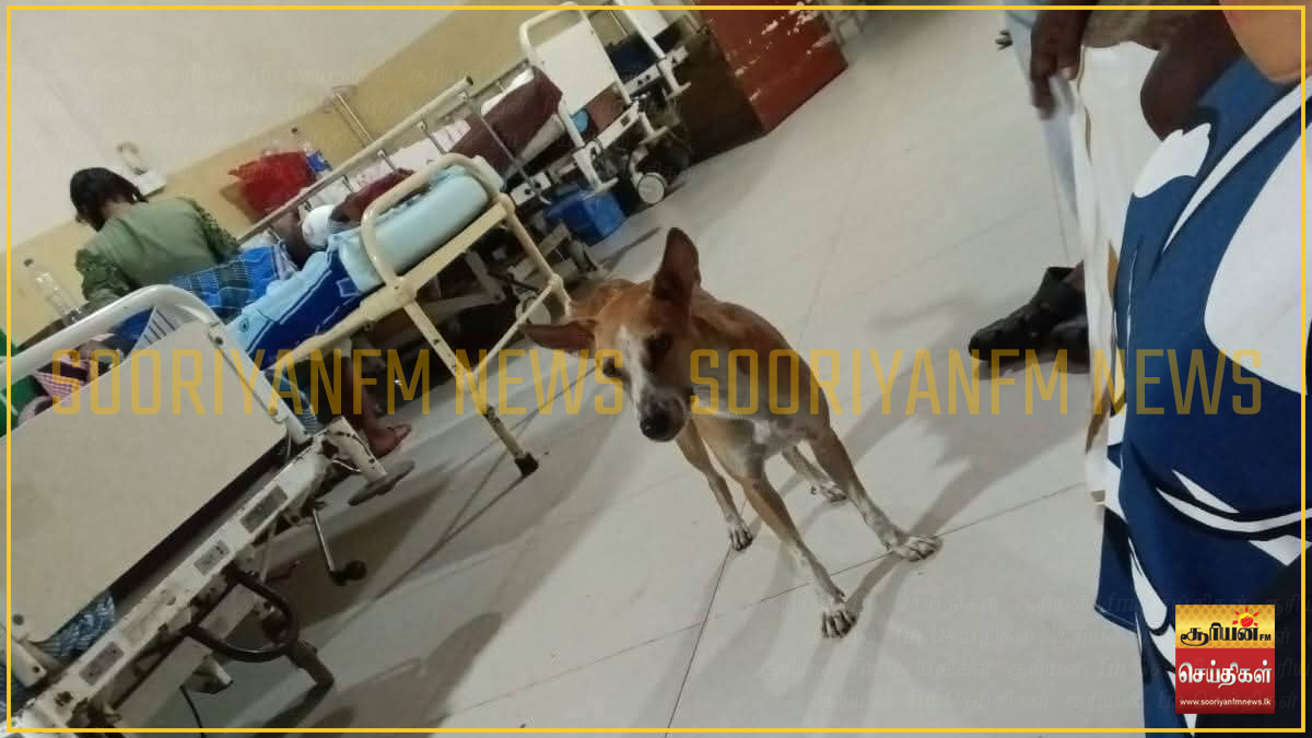 எஜமானின் நலன் விசாரிக்க யாழ். மருத்துவமனை விரைந்த அழையா விருந்தாளி