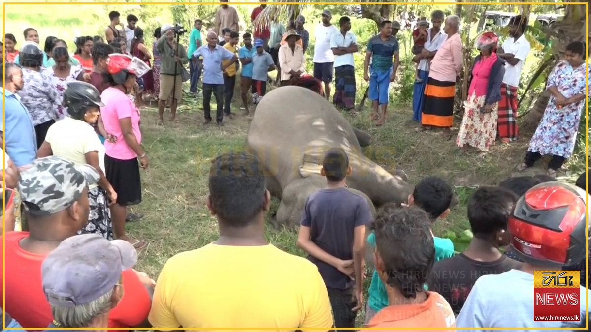 වෙඩි වැදී මියගිය වනඅලි සිරුර ගෙවත්තක - Hiru News - Srilanka's Number ...