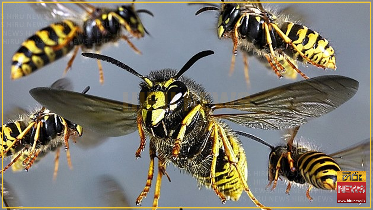 Wasp+attack+injures+nine+estate+workers+in+Maskeliya