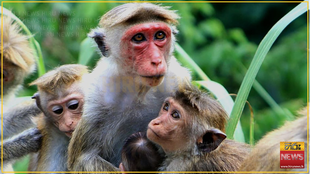 Macaques in Sri Lanka now breeding year-round, study reveals
