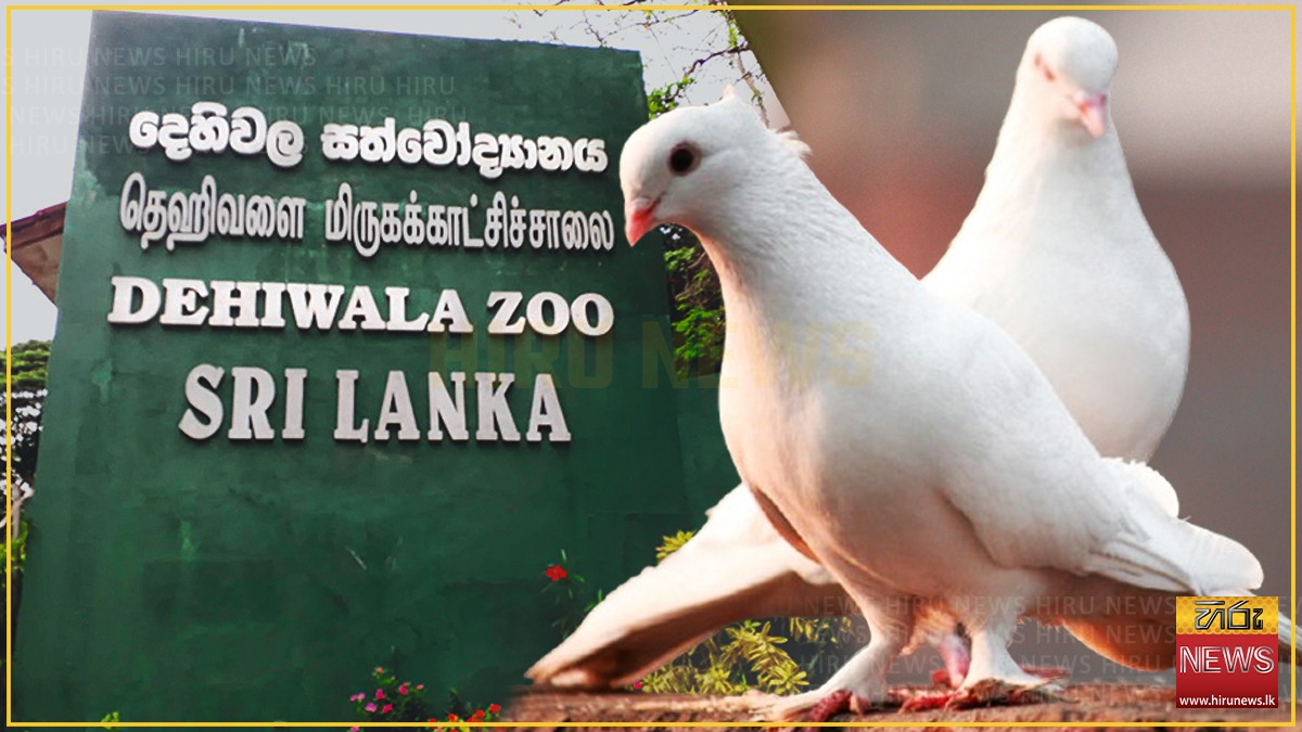 Theft+of+pigeons+from+Dehiwala+Zoological+Gardens