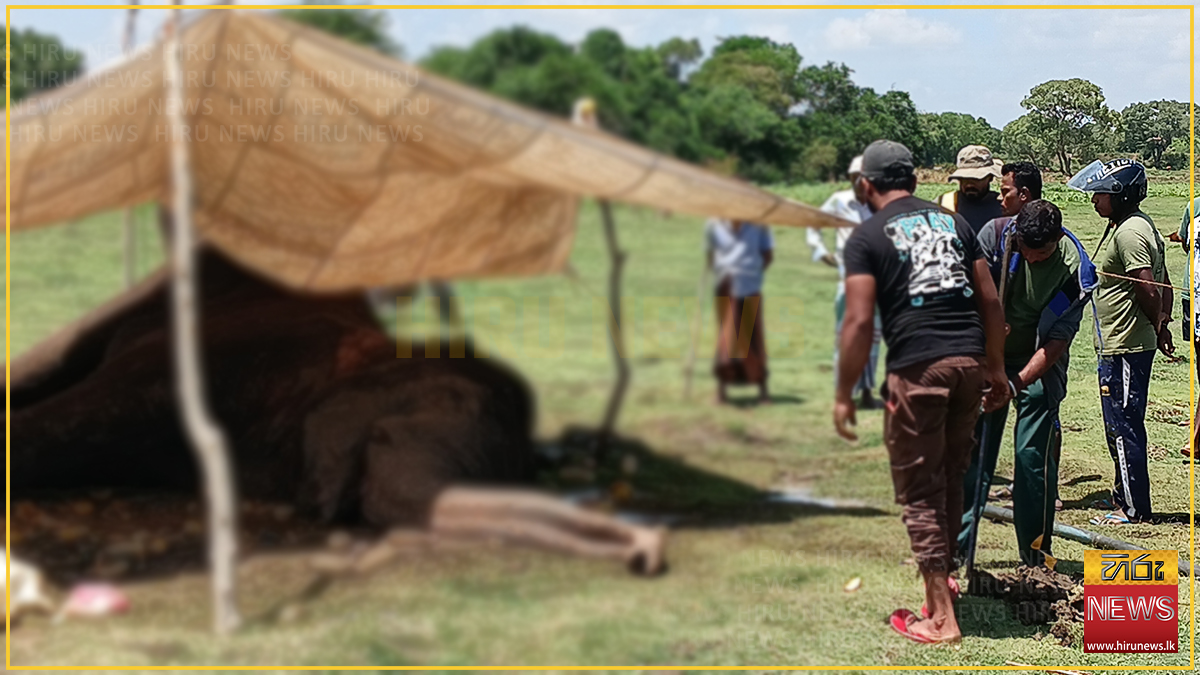 දඹුලුහල්මිල්ලවැව දී වෙඩි වැදුණු කෙනරෙක් හමුවෙයි