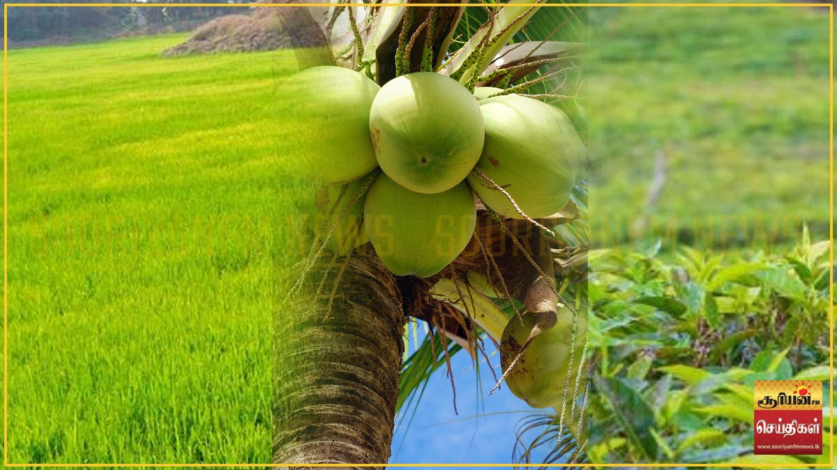 இலங்கையில் நெல், தென்னை வளர்ச்சி; தேயிலை, இறப்பர் வீழ்ச்சி! - Hiru News ...