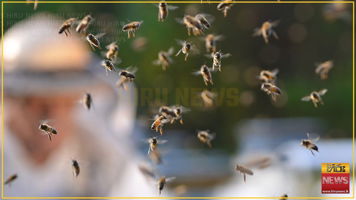 Five+hospitalised+after+wasp+attack+in+Bogawantalawa
