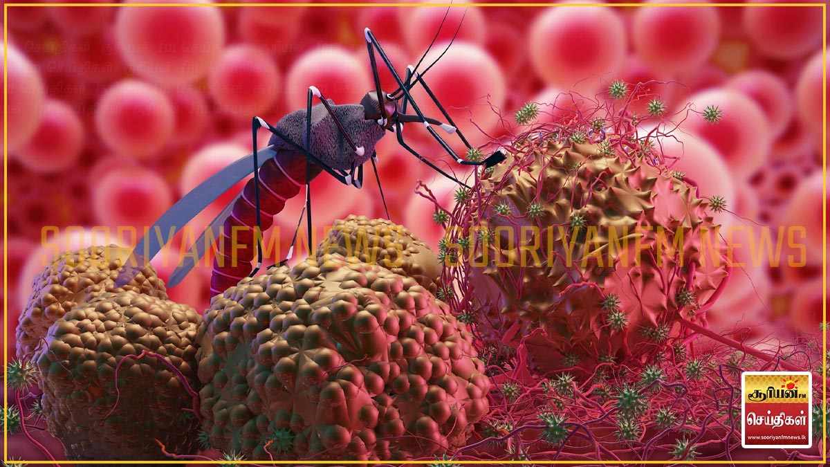 இலங்கையில் மலேரியா நோய்த்தொற்று - யாரிடமிருந்து பரவுகிறது - Hiru News ...