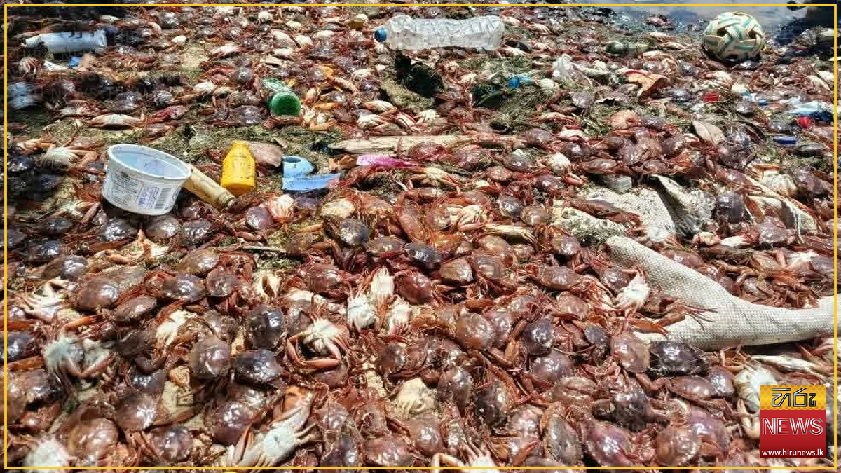 Trincomalee+beaches+covered+in+dead+crabs+