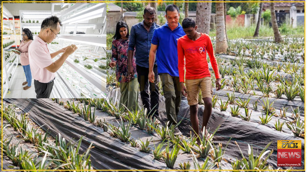 FAO%E2%80%99s+South+Cooperation+Project+with+China+leads+to+300%25+increase+in+pineapple+yield