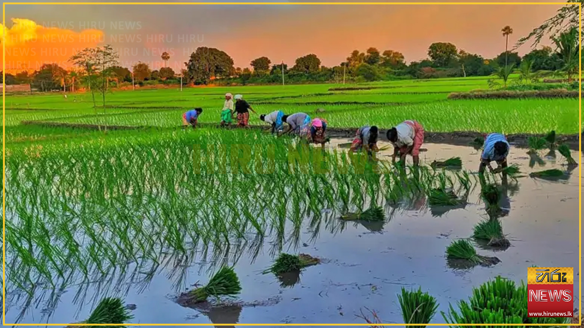 Massive damage to paddy and other crops from floods - Gold FM News ...
