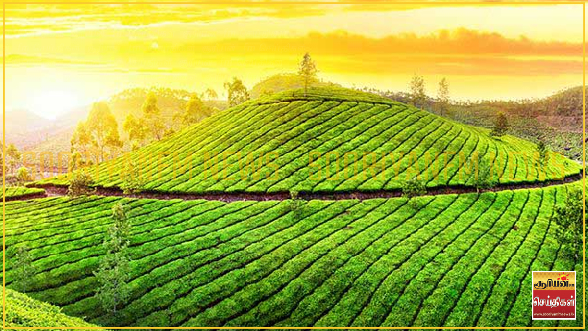 பெருந்தோட்ட மக்களுக்கு தலா 10 பேர்ச்சஸ் காணி: அரசாங்கம் துரித நடவடிக்கை ...