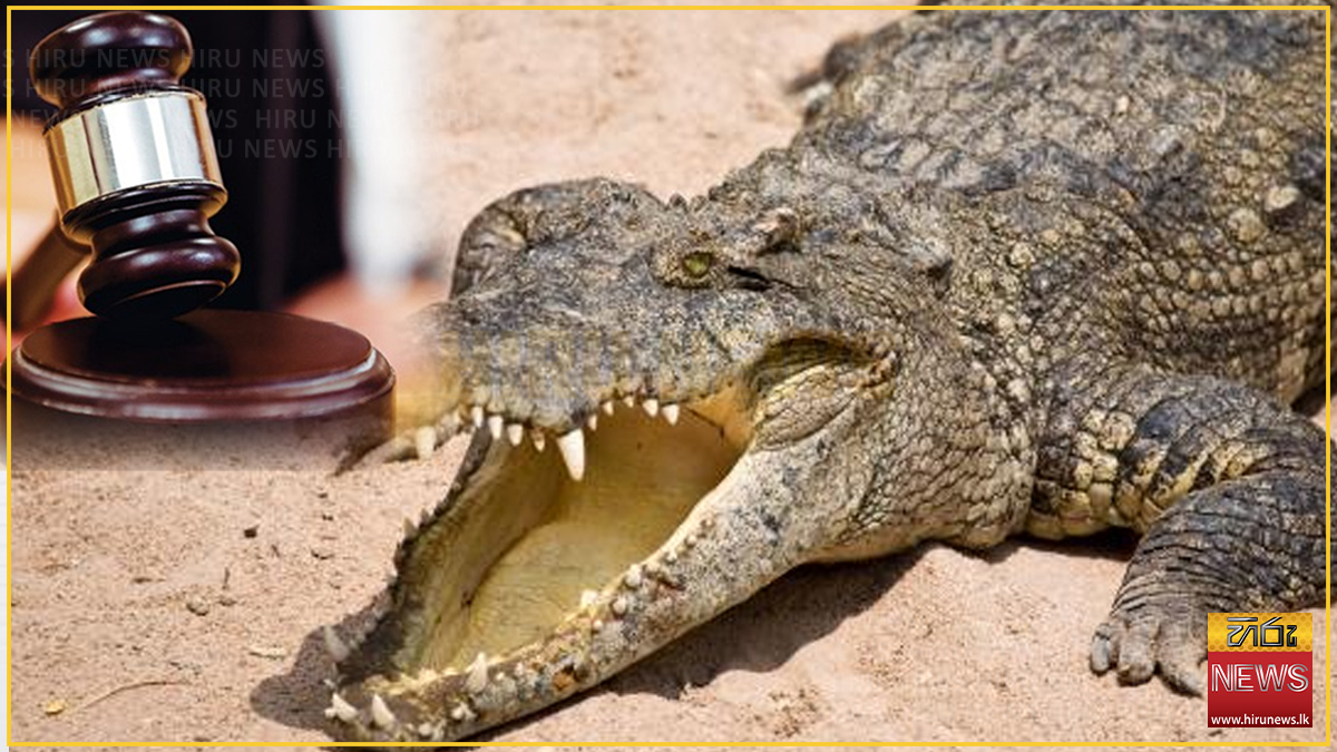 කිඹුලකු මරා මස් සන්තකයේ තබා ගත්තාට තුන් ලක්ෂ විසි දහසක දඩයක් - Hiru ...