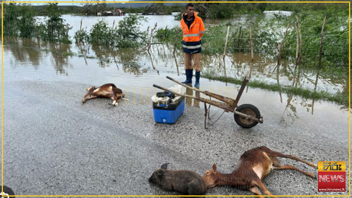 Cyclone+Ditwah+deals+heavy+blow+to+Sri+Lanka%E2%80%99s+livestock+and+fisheries
