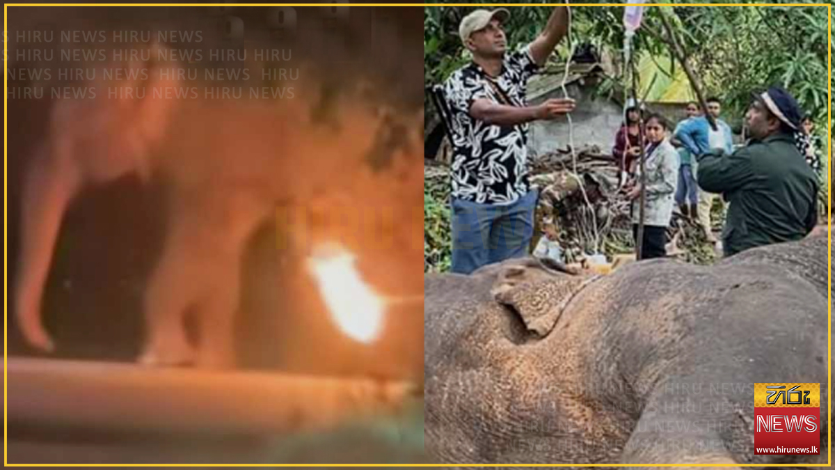 Suspects+further+remanded+in+killing+blind+wild+elephant