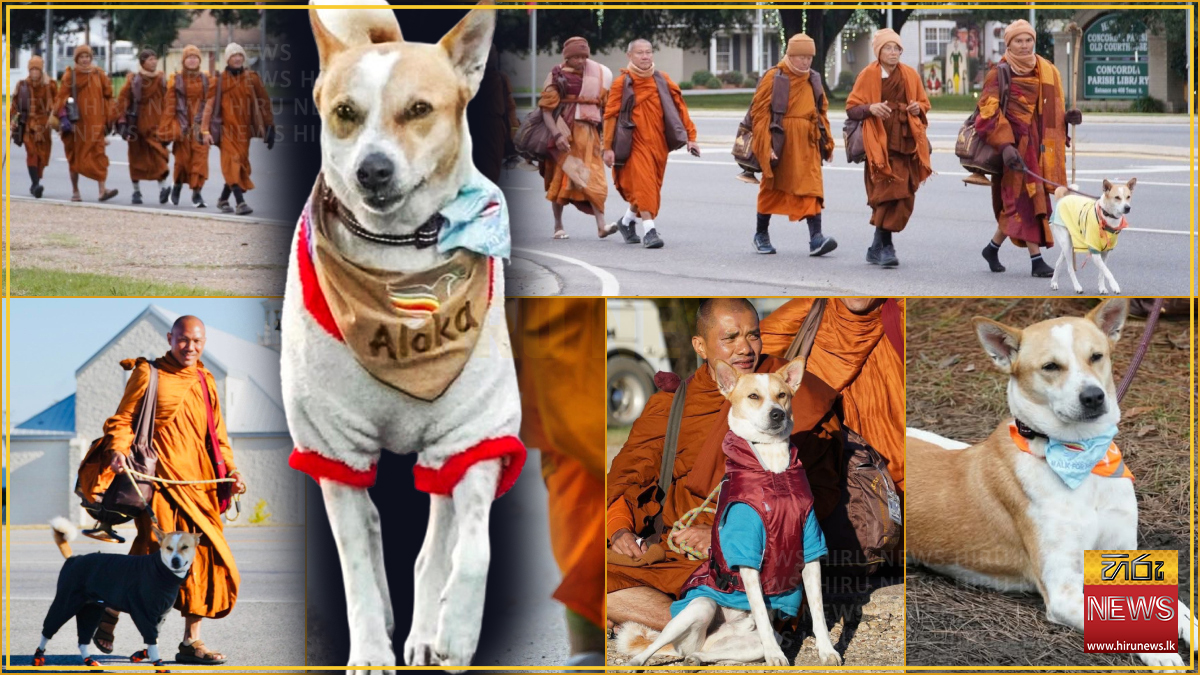 An+Indian+street+dog+marching+alongside+Buddhist+monks