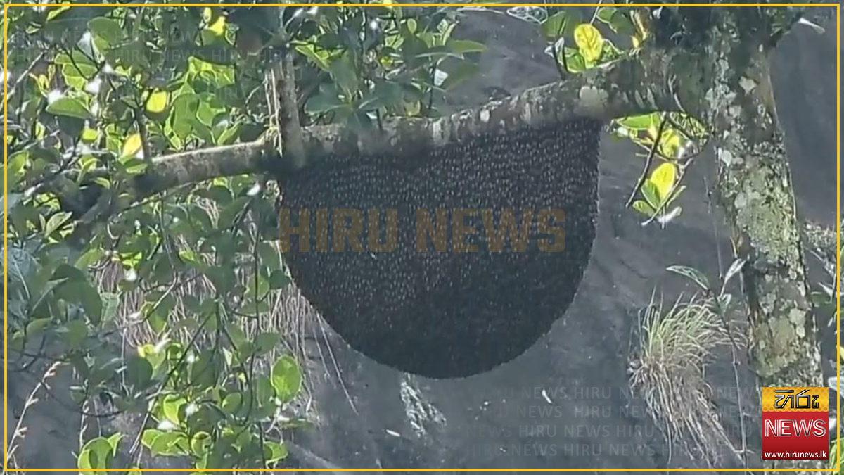 Woman+dies+following+hornet+attack