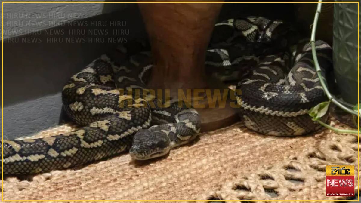 Australian+woman+wakes+to+find+massive+python+on+her+chest