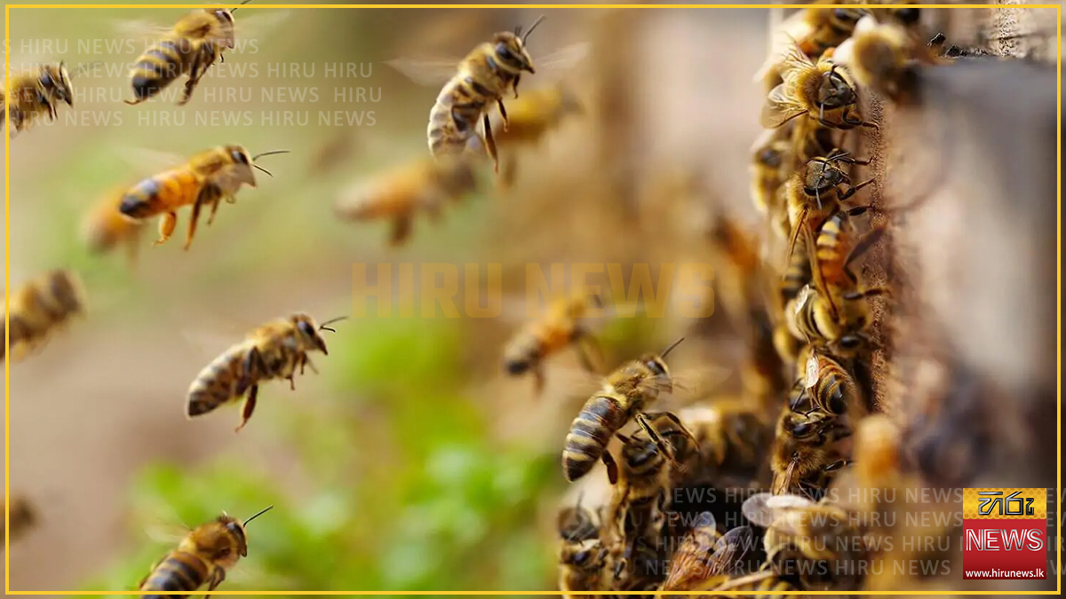 Estate+workers+hospitalised+following+wasp+attack