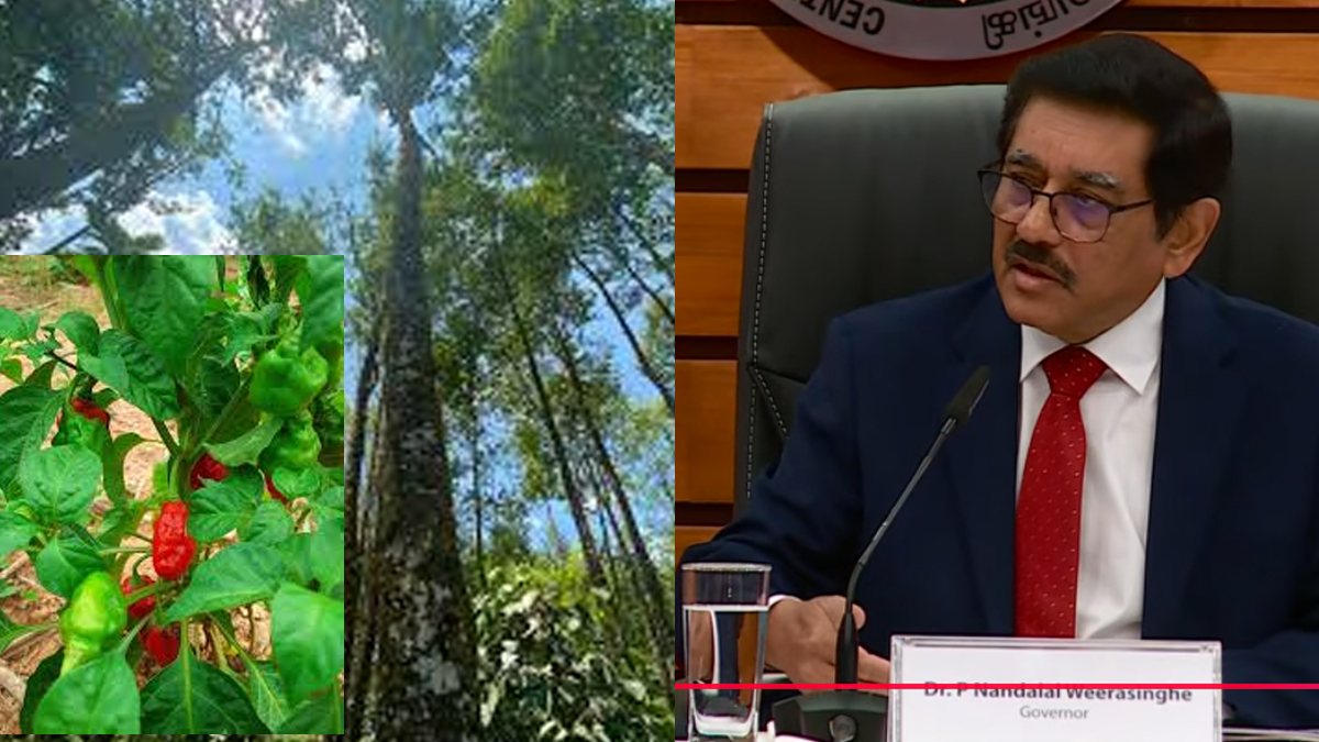 Central Bank warns against high-yield plantation investment schemes