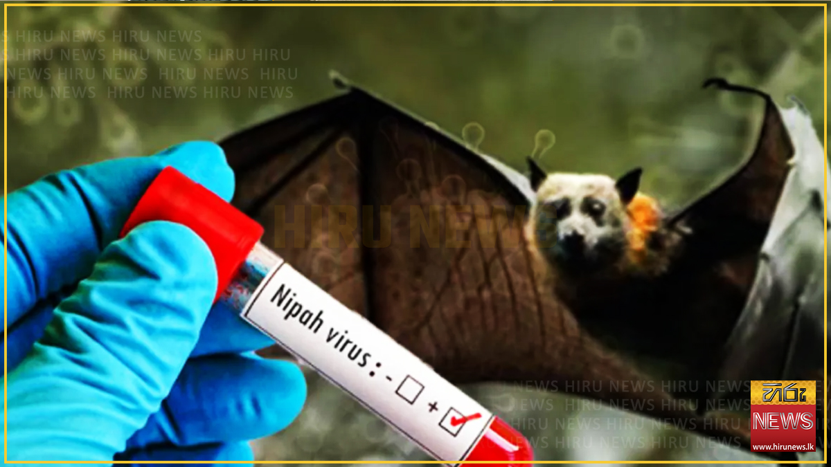 No new Nipah virus cases found