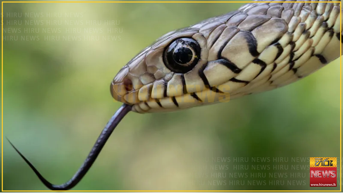 India's snakebite crisis is killing tens of thousands every year