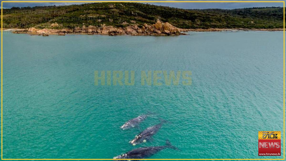 'Superhuman' teen swims hours to save stranded family 