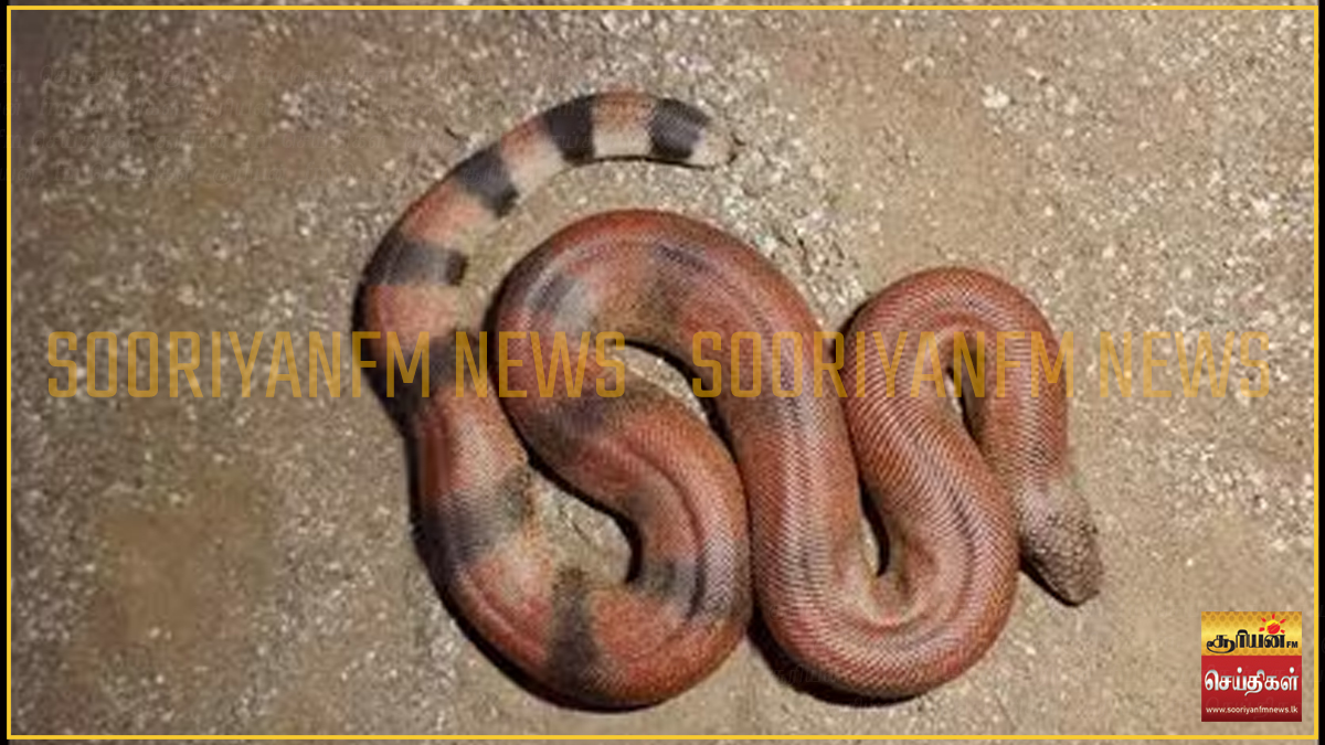 அதிர்ஷ்டம் தருமா இந்த பாம்பு? : ஒரு கோடி ரூபாய் மதிப்புள்ள ‘சிவப்பு ...