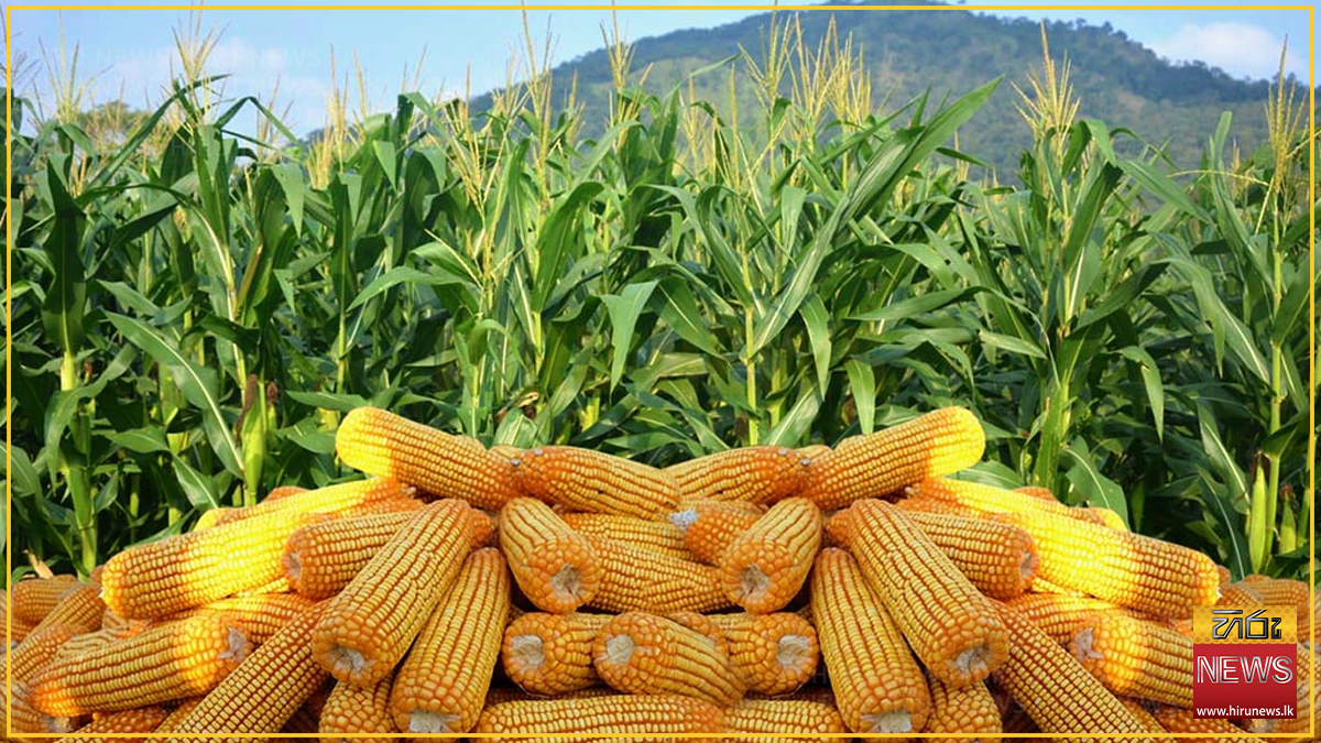 Farmers+report+bumper+maize+harvest