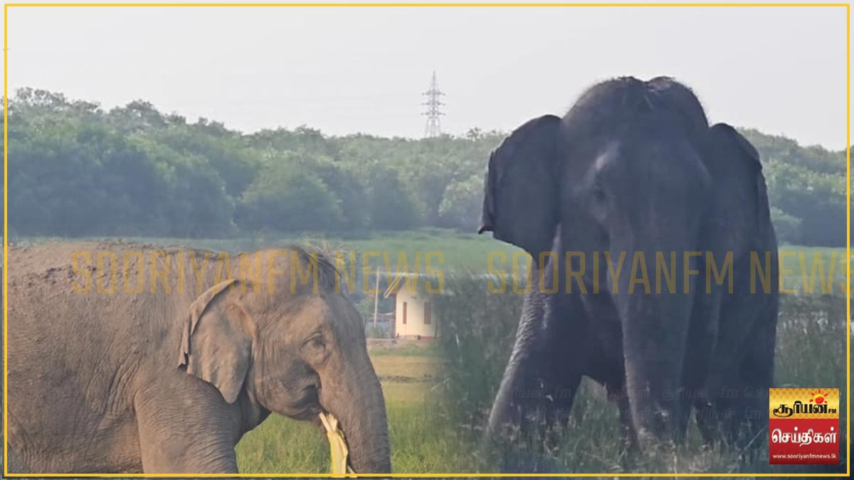 கன்னங்குடாவில் காயமடைந்த காட்டு யானை: அச்சத்தில் மக்கள்; தீவிர ...