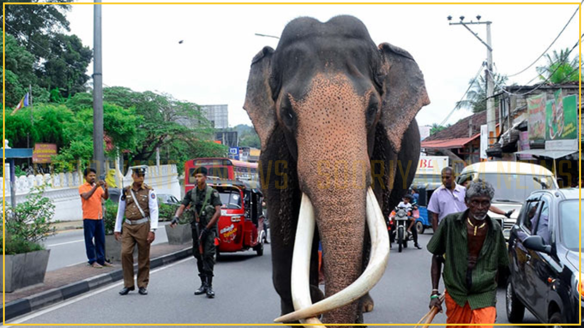 தேசிய பொக்கிஷமான "நெடுங்கமுவே ராஜா": நாளை மறுதினம் முதல் கொழும்பில் ...