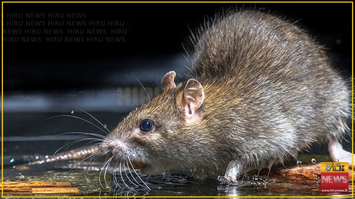 Around+1%2C800+leptospirosis+patients+reported+in+2+months+