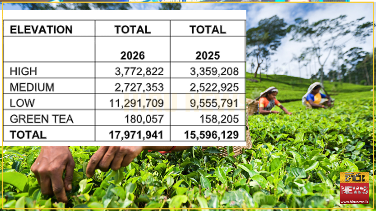 SL tea output rises in February, shows mixed trend against previous ...