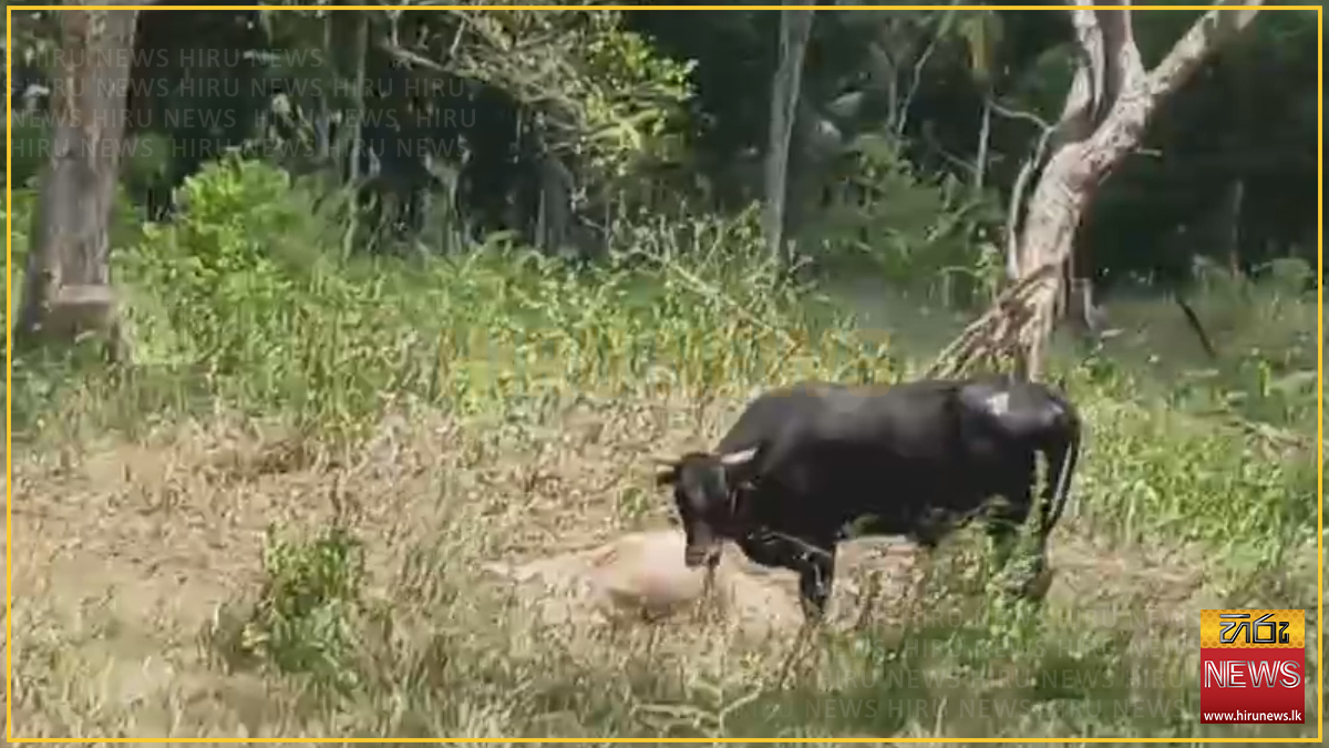 Seven+dairy+cows+die+in+wild+elephant+attack