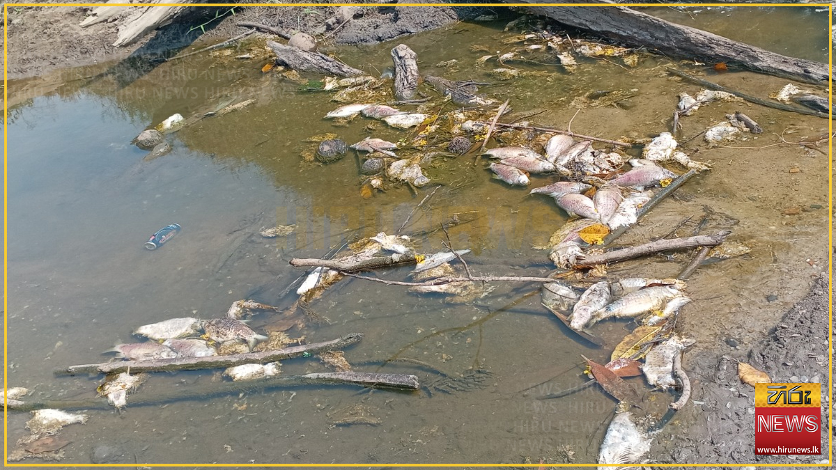Large+numbers+of+fish+and+aquatic+life+dying+in+gonapala+canal