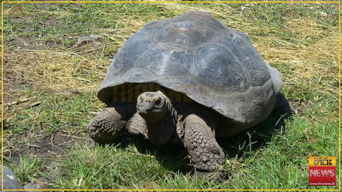 Two+suspects+arrested+with+ten+protected+star+tortoises