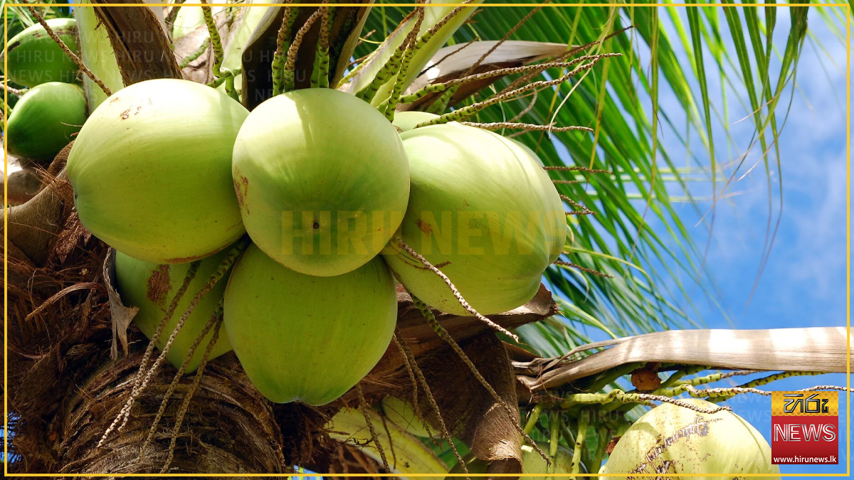 Coconut+exports+face+logistical+hurdles