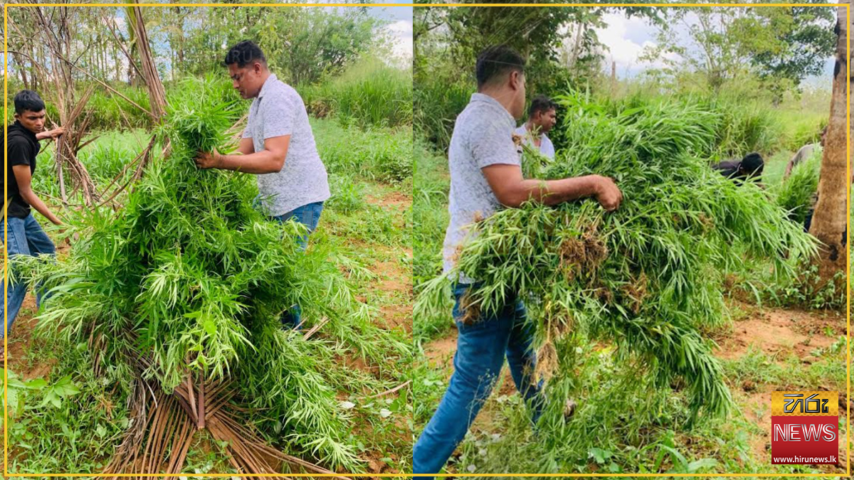 කොළඹට ගංජා බෙදන රහස් ජාලයක් ඇඹිලිපිටියෙන් හෙළිවෙයි