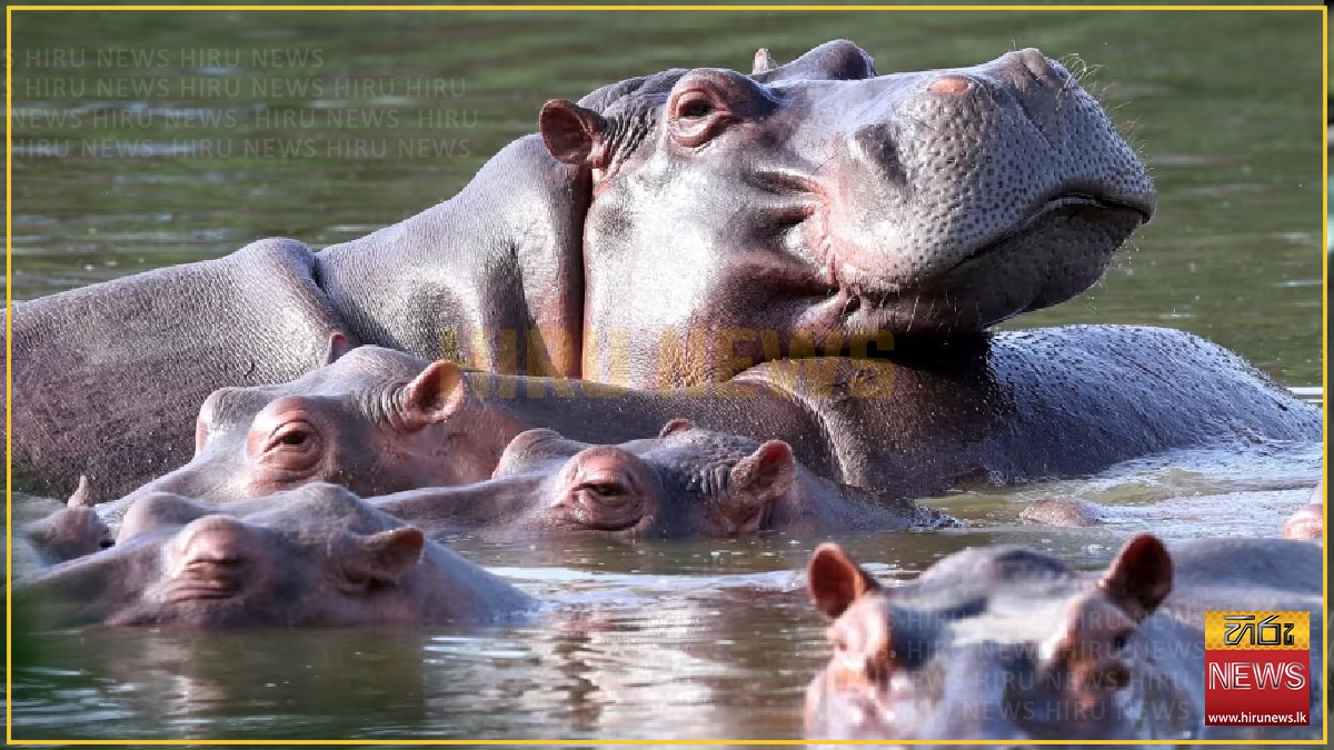 Anant Ambani comes forward to save Escobar's Cocaine Hippos