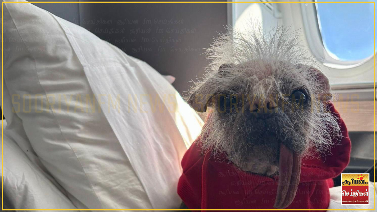 செல்லப்பிராணிகளுடன் வானூர்திப் பயணம் - பிரித்தானியாவில் வலுக்கும் புதிய சட்டத்திற்கான கோரிக்கை!