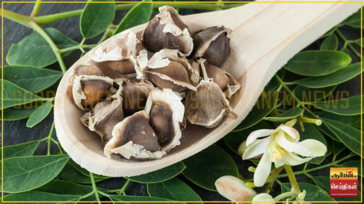 முருங்கை மரத்தின் புதியதொரு அதிசயம் : பிளாஸ்டிக் துகள்களை அழிக்கும் விதைகளைப் பற்றித் தெரியுமா?