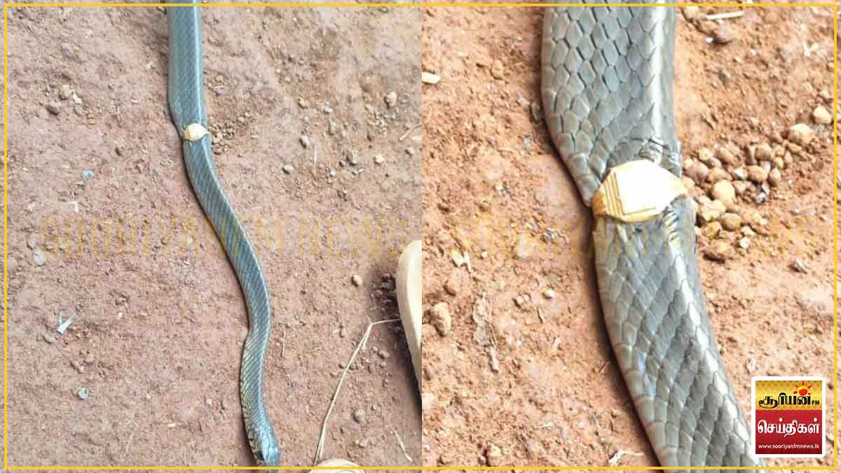 கேரளாவில் தங்கம் அணிந்த பாம்பு சிக்கிய சுவாரஸ்யக் கதை!