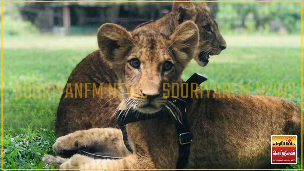 தெஹிவளை சிங்கக் குட்டிகளுக்குப் பெயரிட ஒரு அரிய வாய்ப்பு: சிறுவர்களுக்கு அழைப்பு