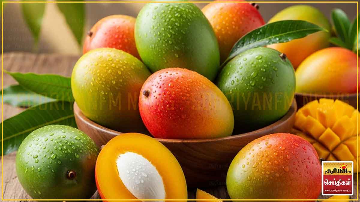 ஐக்கிய அரபு இராச்சியம் முதல் அமெரிக்கா வரை இந்த மாம்பழத்துக்கு இவ்வளவு மவுசா?