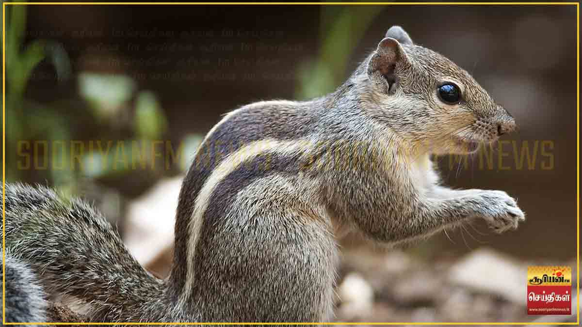 அணில் அட்டகாசம்: பல்கலைக்கழகத்தில் 20 பேரை கடித்த ஒற்றை அணில் - பீதியில் மாணவர்கள்!