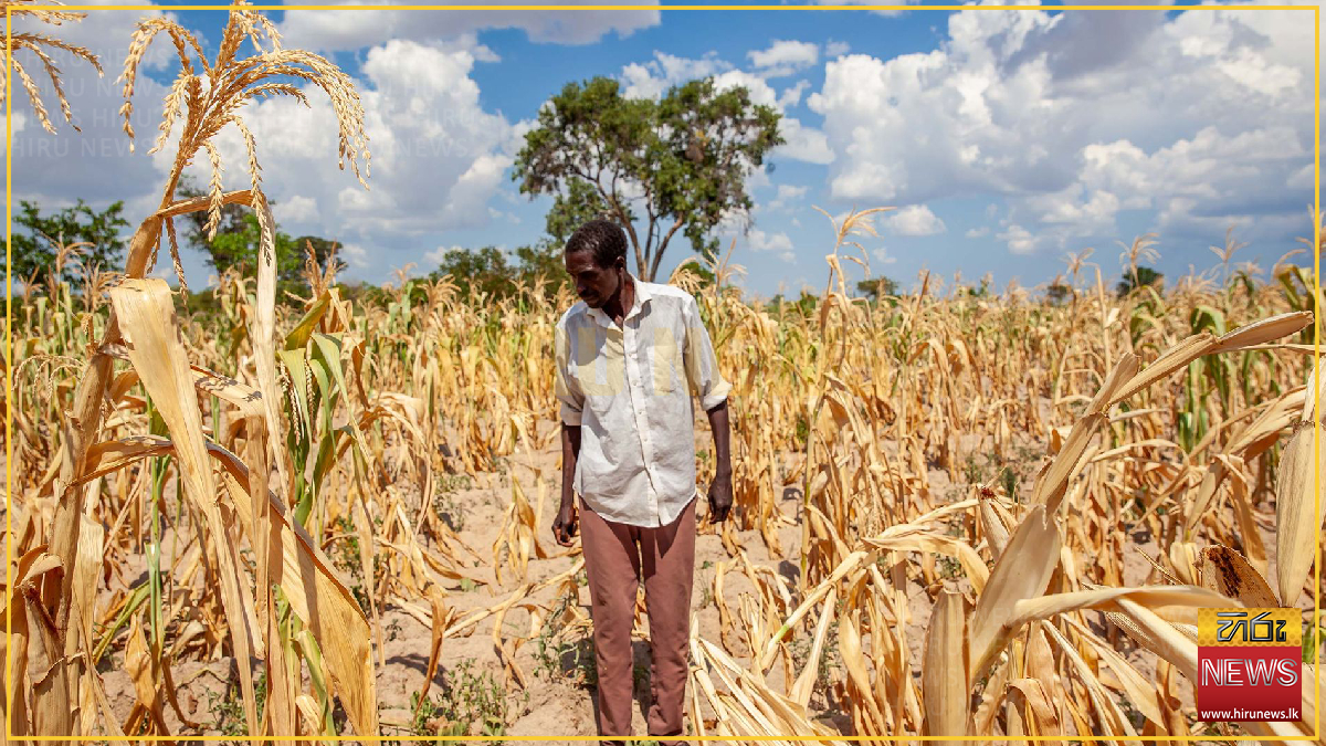 FAO economist warns of looming global food crisis