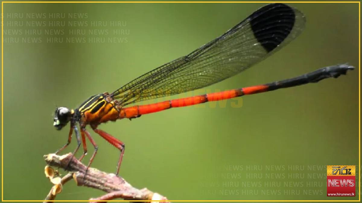 Scientists sound alarm in India's ecological hotspot