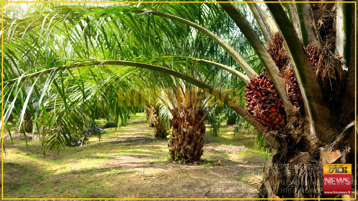 Oil palm ban to be lifted?