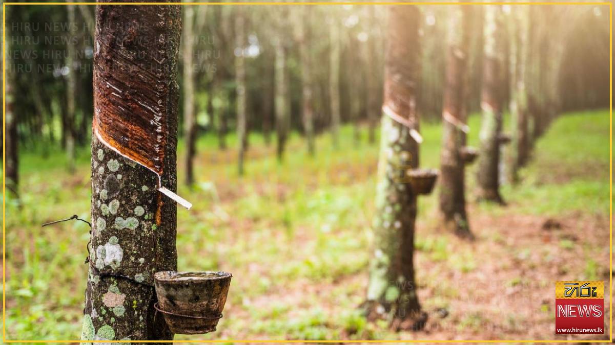 Rising rubber prices to lift revenues for top plantation firms