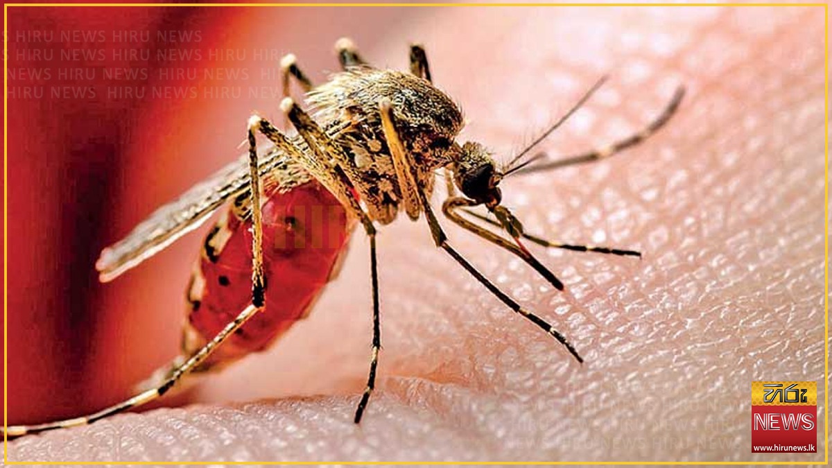 Dengue+risk+rises+amid+ongoing+rains