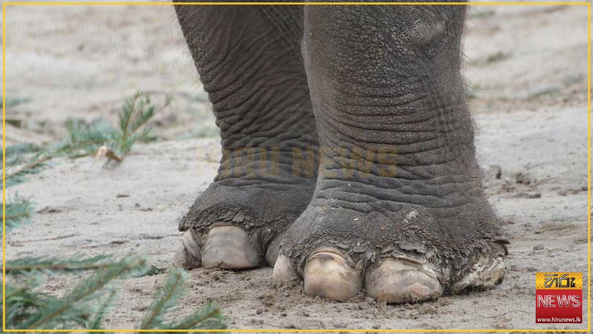 Father+and+daughter+die+in+wild+elephant+attack