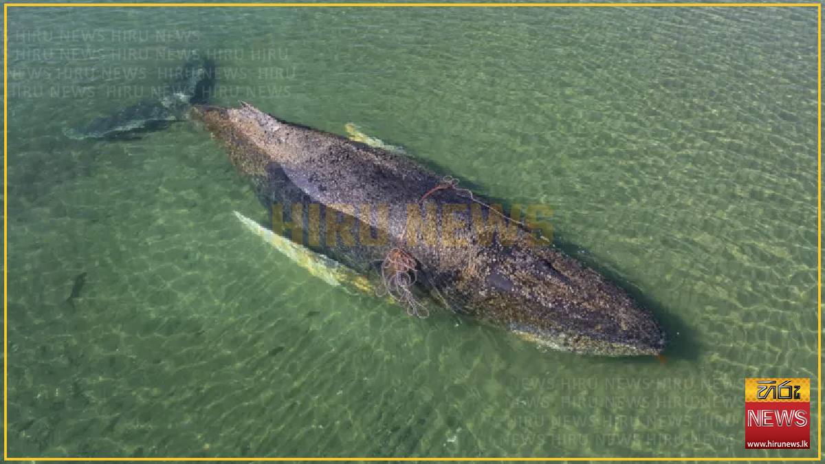 Dead+whale+found+near+Danish+island+after+failed+rescue